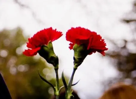 “Katër viktimat nuk gjejnë dot paqe”/ 15 vite nga “21 janari”, Rama: Drejtësia i ngjan një breshke që lutet për harresë