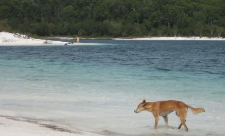 Kishte shkuar të punonte në një ishull / 19-vjeçarja gjendet e vdekur, dyshohet se u sulmua nga…