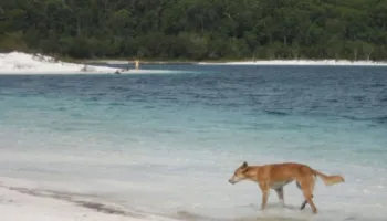 Kishte shkuar të punonte në një ishull në Australi/ 19-vjeçarja gjendet e vdekur, dyshohet se u sulmua nga 10 qen të egër