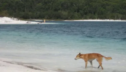 Kishte shkuar të punonte në një ishull në Australi/ 19-vjeçarja gjendet e vdekur, dyshohet se u sulmua nga 10 qen të egër