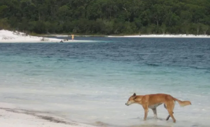 Kishte shkuar të punonte në një ishull në Australi/ 19-vjeçarja gjendet e vdekur, dyshohet se u sulmua nga 10 qen të egër