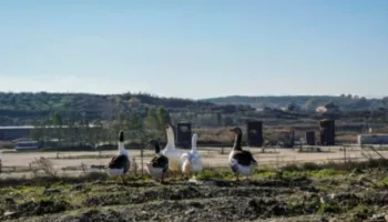 KLSh/ Nafta që ‘vret’: Patos-Marinza shpërthen në sëmundje malinje