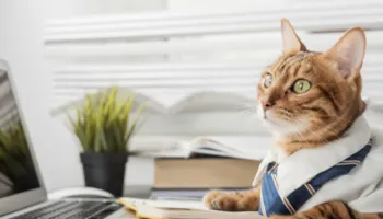 Kompania meksikane adopton mace, i jep titullin ‘drejtor i mbështetjes emocionale’