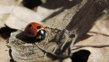 Ku shkojnë insektet që zhduken në dimër?