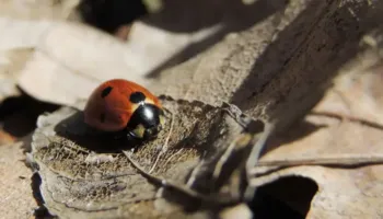 Ku zhduken insektet gjatë dimrit? E vërteta pas heshtjes së stinës së ftohtë