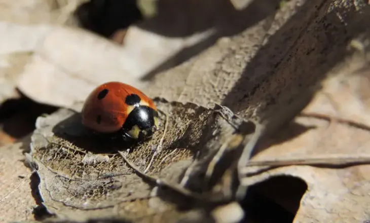 Ku zhduken insektet gjatë dimrit? E vërteta pas heshtjes së stinës së ftohtë