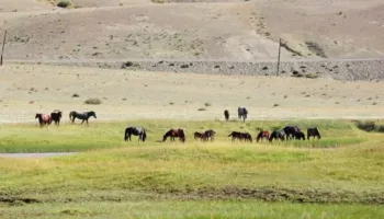 Kuajt ‘lexojnë’ emocionet e njeriut