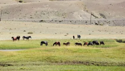 Kuajt ‘lexojnë’ emocionet e njeriut