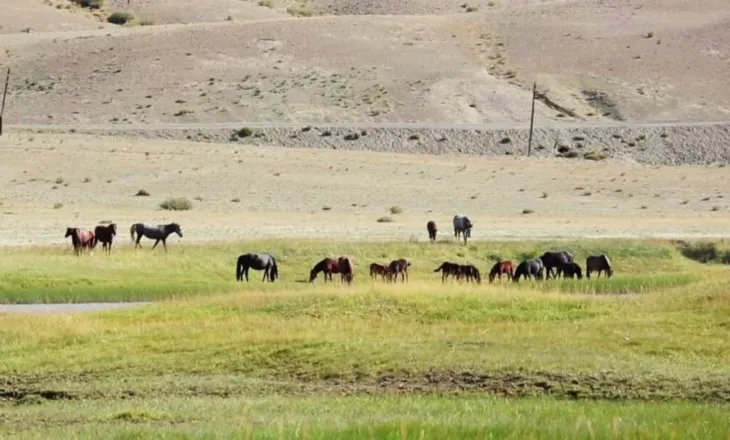 Kuajt ‘lexojnë’ emocionet e njeriut
