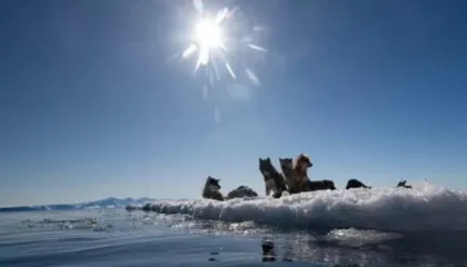 “Kufijtë nuk ndryshohen me forcë”/ Gjermania kundër Trump-it për Groenlandën