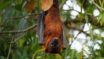 Lakuriqët e natës mund të na kërcënojnë sërish