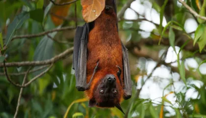 Lakuriqët e natës mund të na kërcënojnë sërish