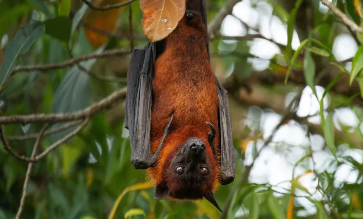 Lakuriqët e natës mund të na kërcënojnë sërish