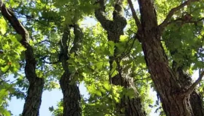 Lisi i drejtë që qante dhe lisi i shtrembtë që qeshte…