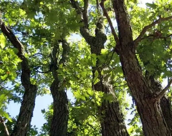 Lisi i drejtë që qante dhe lisi i shtrembtë që qeshte…