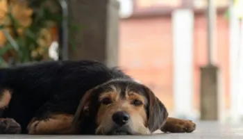 Llojet e njerëzve që nuk duhet të mbajnë qen