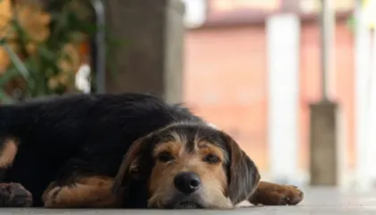 Llojet e njerëzve që nuk duhet të mbajnë qen