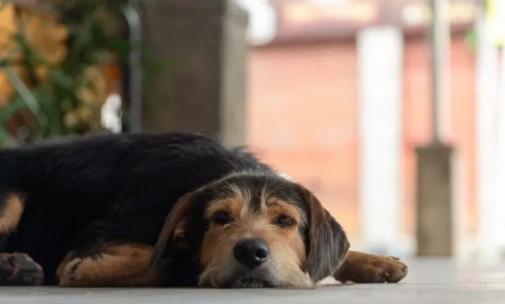 Llojet e njerëzve që nuk duhet të mbajnë qen