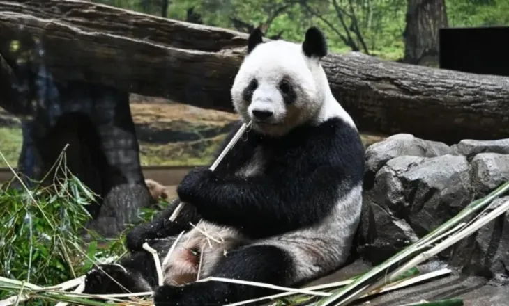 Lot dhe emocione në Japoni, pandat e fundit kthehen në Kinë mes tensioneve politike