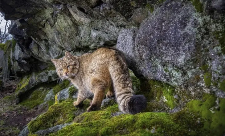 ‘Macja fantazmë’ e Evropës rikthehet pas dekadash zhdukjeje, pamjet e rralla të grabitqarit misterioz