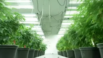 Mafia shqiptare mbush Gjermaninë me kanabis/ Media publike: Zbulohet plantacioni i dytë në pak ditë