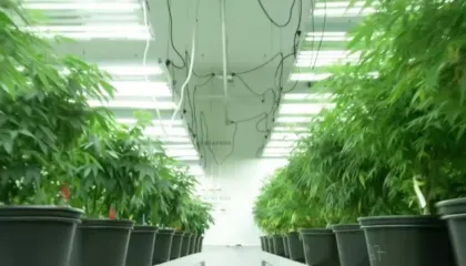 Mafia shqiptare mbush Gjermaninë me kanabis/ Media publike: Zbulohet plantacioni i dytë në pak ditë