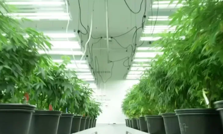 Mafia shqiptare mbush Gjermaninë me kanabis/ Media publike: Zbulohet plantacioni i dytë në pak ditë