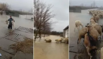Moti i keq, fermeri në Zadrimë nxjerr delet nga stalla blegtoral