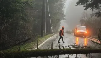 Moti i keq rrëzon pemët në Llogara, bllokohet qarkullimi rrugor