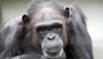 Mund të vizatonte e numëronte, shimpanzeja ngordh në moshën 49-vjeçare