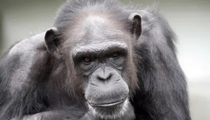 Mund të vizatonte e numëronte, shimpanzeja ngordh në moshën 49-vjeçare