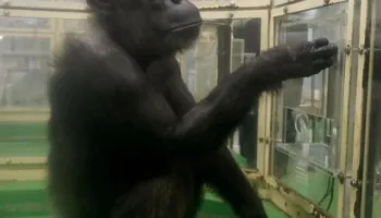 Ndërron jetë shimpanzeja “njerëzore” që sfidoi kufijtë e inteligjencës shtazore