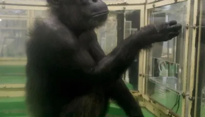 Ndërron jetë shimpanzeja “njerëzore” që sfidoi kufijtë e inteligjencës shtazore