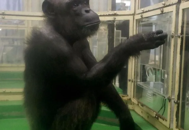 Ndërron jetë shimpanzeja “njerëzore” që sfidoi kufijtë e inteligjencës shtazore