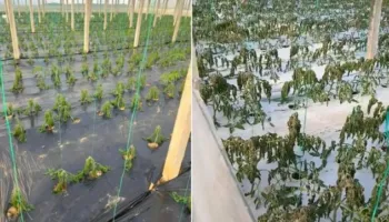 Ngricat në Fier dëmtojnë perimet në serra