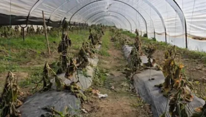 Ngricat pas përmbytjeve rrafshojnë prodhimin bujqësor