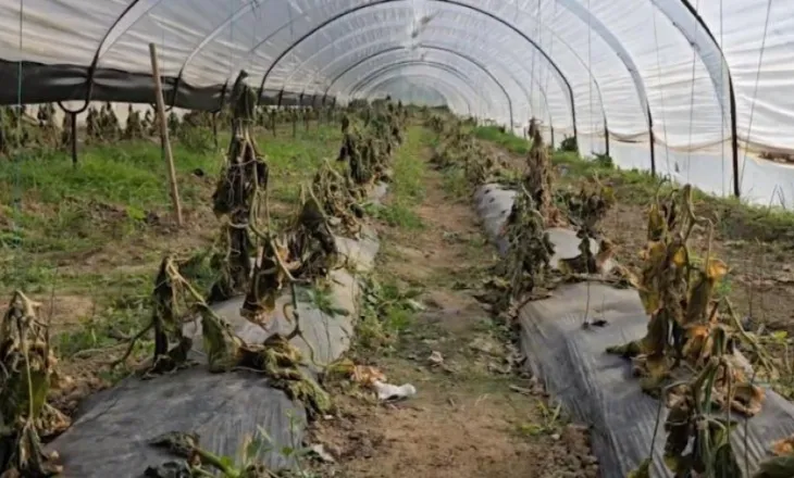 Ngricat pas përmbytjeve rrafshojnë prodhimin bujqësor