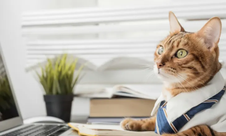 Një kompani meksikane adoptoi një mace me emrin Miaurisio, dhe i dha titullin ‘drejtor i mbështetjes emocionale’