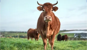 Njihuni me Veronikën, lopën e zgjuar që habiti shkencëtarët