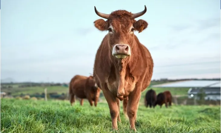 Njihuni me Veronikën, lopën e zgjuar që habiti shkencëtarët