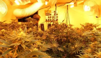 Operacion antidrogë në Lezhë, zbulohet “shtëpia bari”, disa të arrestuar