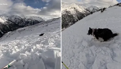 Ortek në Pirenej, skiatorja spanjolle dhe qeni i saj përjetojnë momente tmerri (VIDEO)
