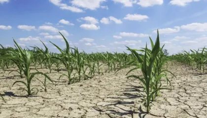 Pa masa, ndryshimet e klimës do të krijojnë 17 mld USD humbje në bujqësi