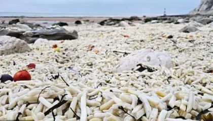 Pamja e pazakontë në Britani, mijëra patate shfaqen në bregdet