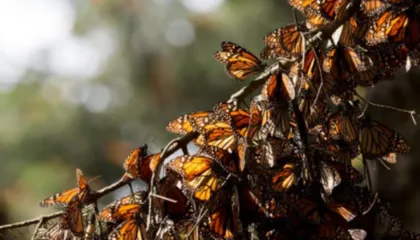 Paralajmërimi i shkencëtarëve/ Cilësia e ulët e nektarit kërcënon fluturat monarke gjatë migrimit