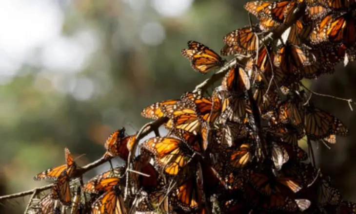 Paralajmërimi i shkencëtarëve/ Cilësia e ulët e nektarit kërcënon fluturat monarke gjatë migrimit