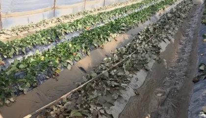 Pasojat e përmbytjeve/ Vjosa largohet, dalin në sipërfaqe të mbjellat e dëmtuara në Fier