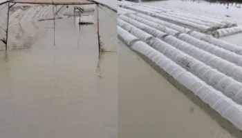 Përmbytjet në Fier dëmtojnë fermerët, niveli i ujit në sera arrin në 2 m/ Kultivuesit apelojnë për ndihmë: Po shkojmë drejt falimentit