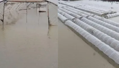 Përmbytjet në Fier dëmtojnë fermerët, niveli i ujit në sera arrin në 2 m/ Kultivuesit apelojnë për ndihmë: Po shkojmë drejt falimentit