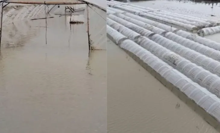 Përmbytjet në Fier dëmtojnë fermerët, niveli i ujit në sera arrin në 2 m/ Kultivuesit apelojnë për ndihmë: Po shkojmë drejt falimentit